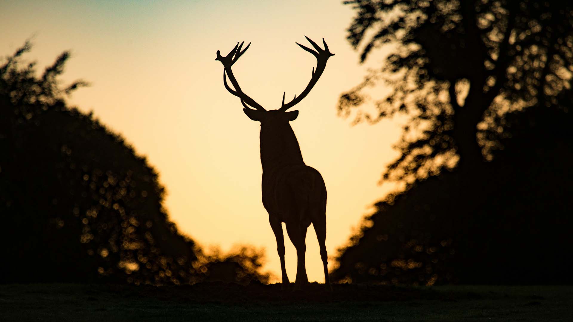 foliage e bramito del cervo, scoprendo la Val di Sole