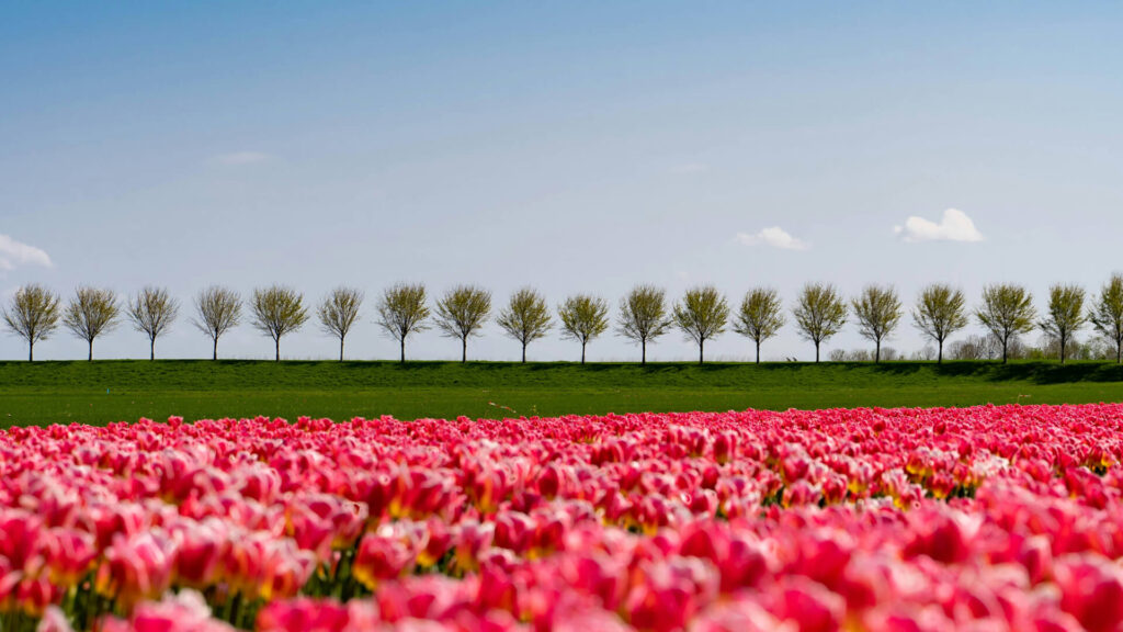 Bike tour of Holland to see the tulips